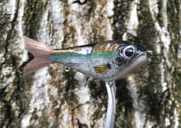 Image 3 of Custom Airbrushed Glide Bait 7695