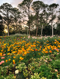 GARDEN MINIS | 10.26.2025