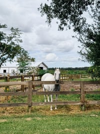 FARM MINIS | 10.19.2025