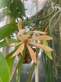 Image 4 of Venus Anointing Oil (Geranium, Orris, Ylang Ylang, Cardamom)