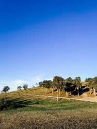 CELERY FIELDS MINIS | 10.12.2025