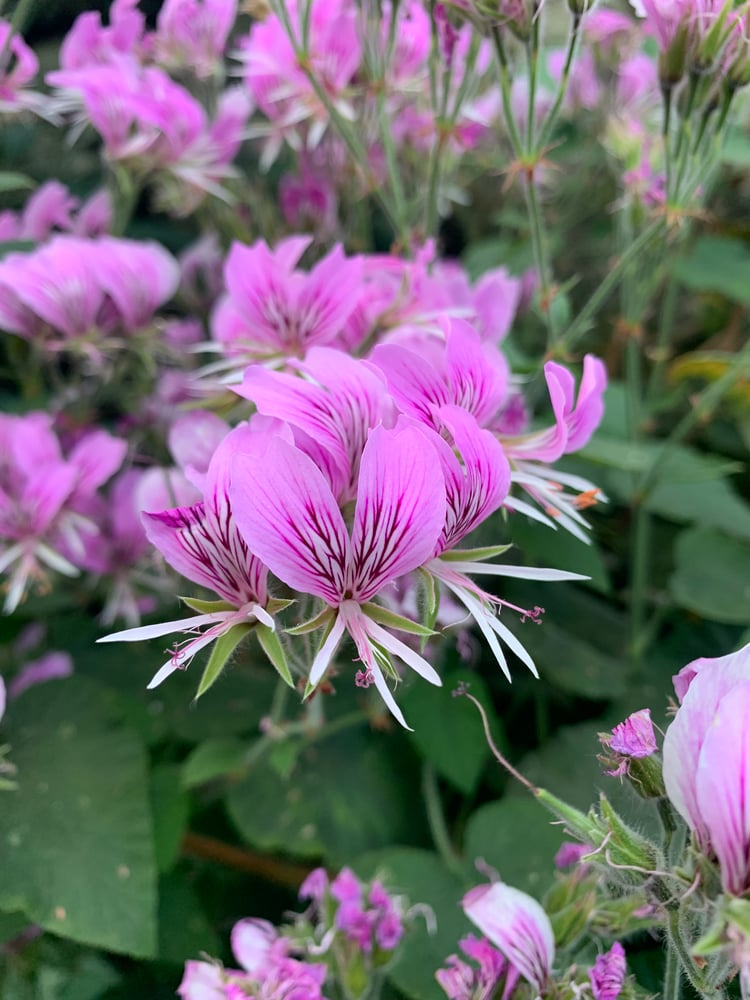 Image of Venus Anointing Oil (Geranium, Orris, Ylang Ylang, Cardamom)