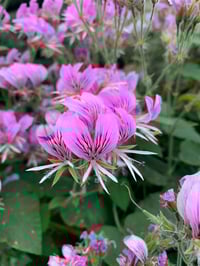 Image 5 of Venus Anointing Oil (Geranium, Orris, Ylang Ylang, Cardamom)