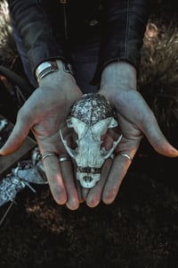 Image 6 of Racoon skull necklace 