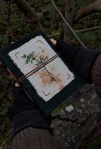 Image 2 of "Metsäkerrossammal" journal