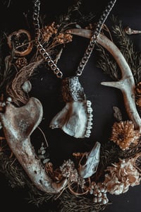 Image 1 of Deer jaw bone necklace 