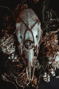 Image 1 of lichen specimen 