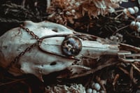 Image 3 of lichen specimen 