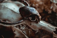 Image 6 of Cat skull necklace