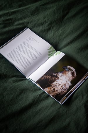 Image of Australian Birds