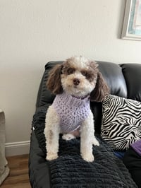 Image 1 of Dog Sweater-Small