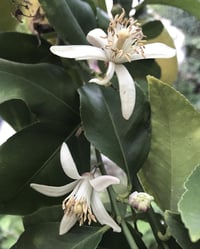 Image 2 of Lunar Anointing Oil (Jasmine, Neroli, Sandalwood, Mugwort)