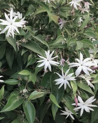 Image 5 of Lunar Anointing Oil (Jasmine, Neroli, Sandalwood, Mugwort)