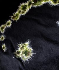 Image 3 of Moldyface Handpainted Tee (Size XL)