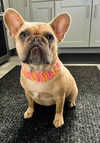 Image 3 of Comfort Dog Collar