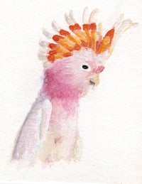 Image 1 of Pink Cockatoo