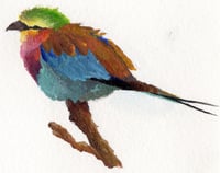 Image 1 of Lilac-Breasted Roller