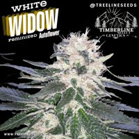 Image 1 of Timberline Select ~ White Widow Auto