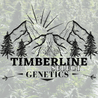 Image 4 of (Limited)Timberline Select ~ High Octane Sweetz Auto 