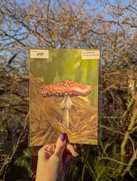 Toadstool A5 Fine Art Print 