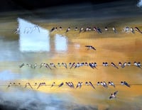 Image 4 of Original Canvas - Golden Swallows - 40" x 40"