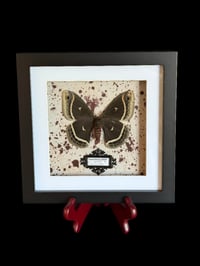 Image 3 of Eupackardia calleta - 20x20cm