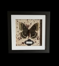 Image 1 of Eupackardia calleta - 20x20cm