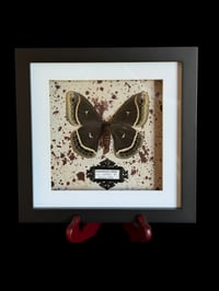 Image 4 of Eupackardia calleta - 20x20cm