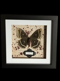 Image 2 of Eupackardia calleta - 20x20cm