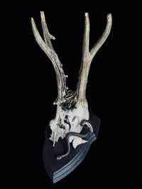 Image 1 of Gehörn "Black swamp"