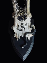 Image 2 of Gehörn "Black swamp"