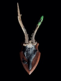 Image 3 of Gehörn "Slytherin bats"