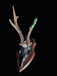 Image 1 of Gehörn "Slytherin bats"