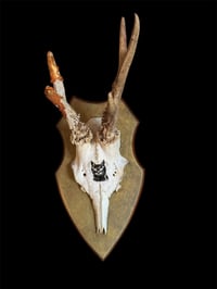 Image 1 of Gehörn "Golden cat"