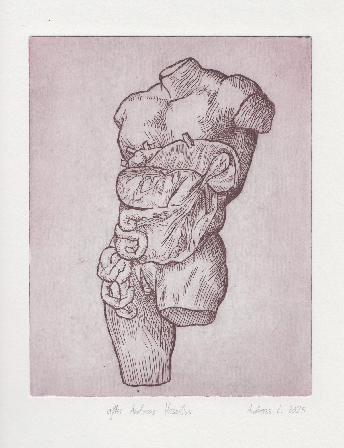 Image of Anatomical Intaglio Prints