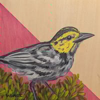 Golden-Cheeked-Warbler 