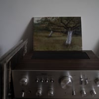 Image 3 of Apple trees