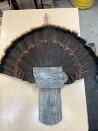Image 5 of Turkey Fan Wall Plaques