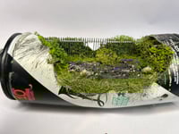 Image 3 of Purple Haze 