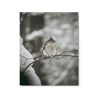Winter Tufted Titmouse Print