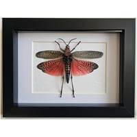 Framed - Rainbow Milkweed Locust