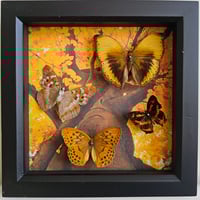 Autumnal - Butterfly Medley II