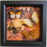 Autumnal - Butterfly Medley