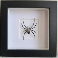 Framed - Silver-Striped Orb Weaver Spider I