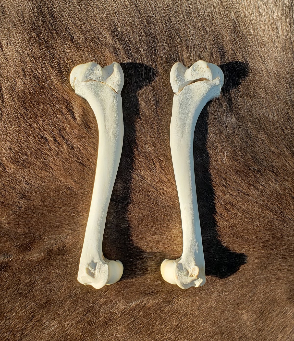 Image of Grey Wolf Humerus Bones