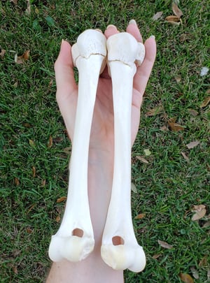Image of Grey Wolf Humerus Bones