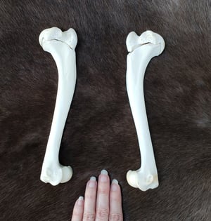 Image of Grey Wolf Humerus Bones