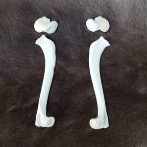 Image of Grey Wolf Humerus Bones