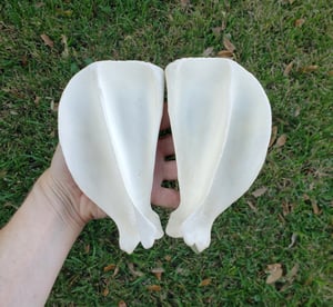 Image of Grey Wolf Scapula Bones