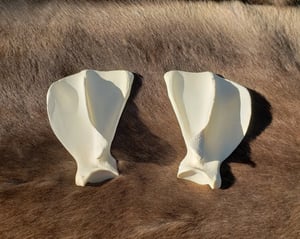 Image of Grey Wolf Scapula Bones